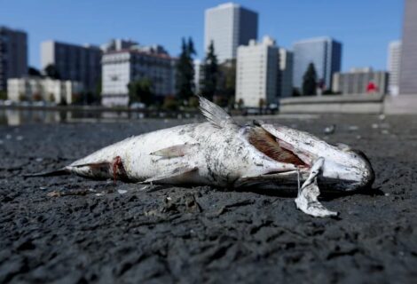 Temen una tragedia ambiental en Miami: aparecieron más de mil peces muertos en la bahía de Biscayne