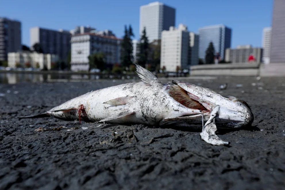 Temen una tragedia ambiental en Miami: aparecieron más de mil peces muertos en la bahía de Biscayne