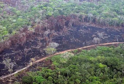 DiCaprio recuerda la importancia de la Amazonía después de las elecciones de Brasil