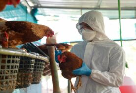 La Unión Europea ha reservado dos vacunas por si se declara una pandemia de gripe aviar