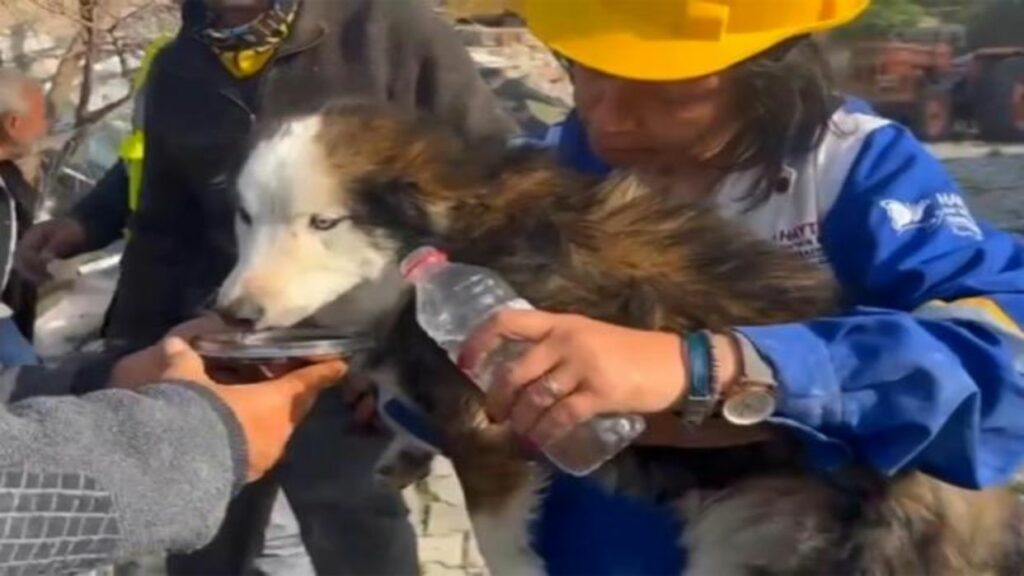 Rescatan a perro en Turquía tres semanas después de terremoto