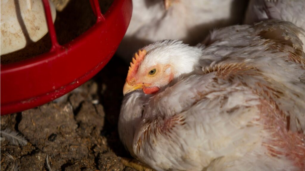 Gripe aviar puede afectar al suministro de pollo en Suramérica