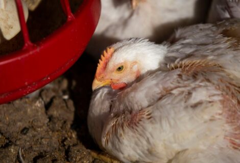 Gripe aviar puede afectar al suministro de pollo en Suramérica