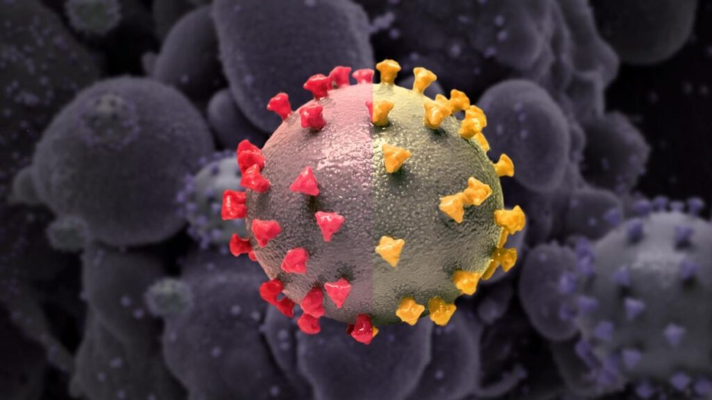 OMS detecta nueva subvariante del coronavirus