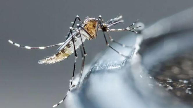 La OMS recomienda la vacuna contra el dengue en menores de edad