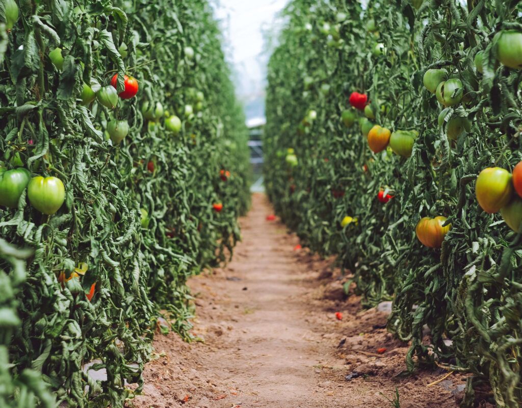 Las plantas probablemente no se adapten al cambio climático