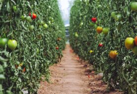 Las plantas probablemente no se adapten al cambio climático