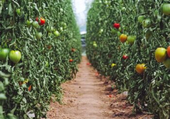 Las plantas probablemente no se adapten al cambio climático