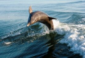 Hallan alta concentración de mercurio en delfines de costas de los Eveglades