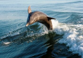 Hallan alta concentración de mercurio en delfines de costas de los Eveglades