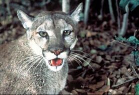 Grupo ecológico dice que Ciudad del Futuro amenaza panteras y osos en EEUU