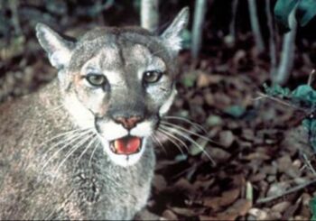 Grupo ecológico dice que Ciudad del Futuro amenaza panteras y osos en EEUU
