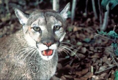 Grupo ecológico dice que Ciudad del Futuro amenaza panteras y osos en EEUU