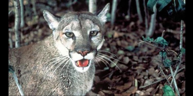 Grupo ecológico dice que Ciudad del Futuro amenaza panteras y osos en EEUU