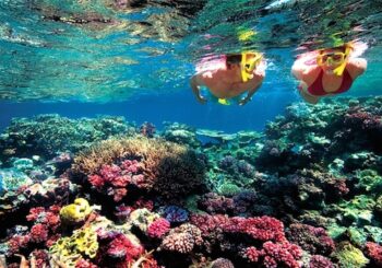 La fertilidad de los corales de la Gran Barrera afectada por el blanqueo