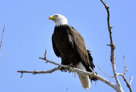 El águila calva es oficialmente designada como el ave nacional de Estados Unidos